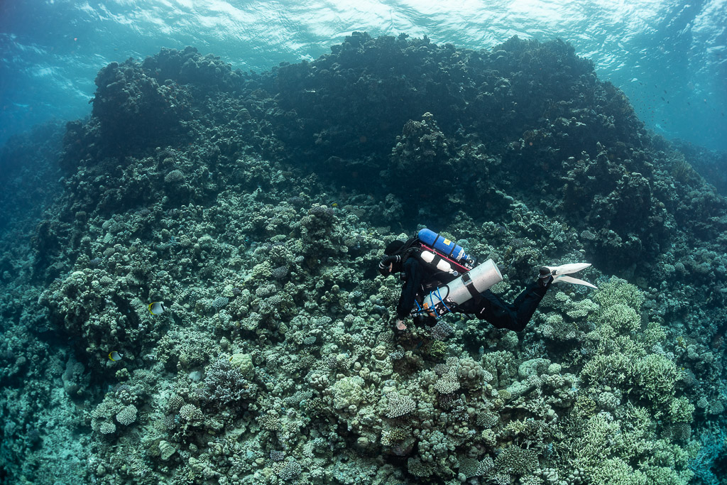 Rebreather diver low over a hard coral field, Safaga, Red Sea, Egypt