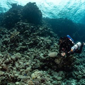 Rebreather diver below a coral pinnacle near the surface, Safaga, Red Sea, Egypt