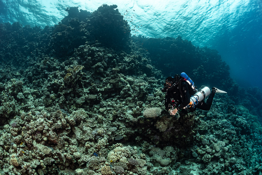 Rebreather diver below a coral pinnacle near the surface, Safaga, Red Sea, Egypt