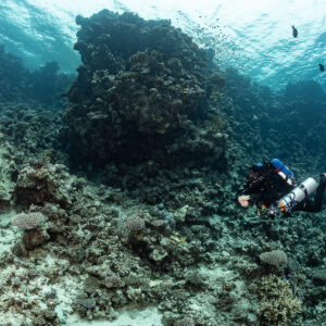 Rebreather diver approaching a large coral pinnacle, Safaga, Red Sea, Egypt