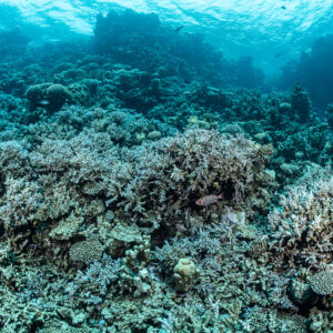 Shallow reef plateau of branching and table corals, Safaga, Red Sea, Egypt