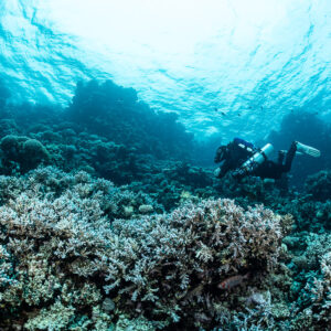Diver over branching corals under a bright rippled surface, Safaga, Red Sea, Egypt