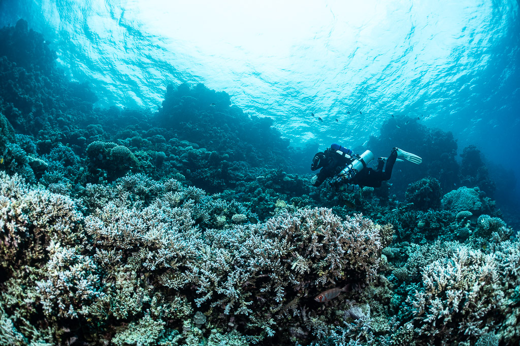 Diver over branching corals under a bright rippled surface, Safaga, Red Sea, Egypt