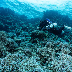 Rebreather diver above a dense field of branching corals, Safaga, Red Sea, Egypt