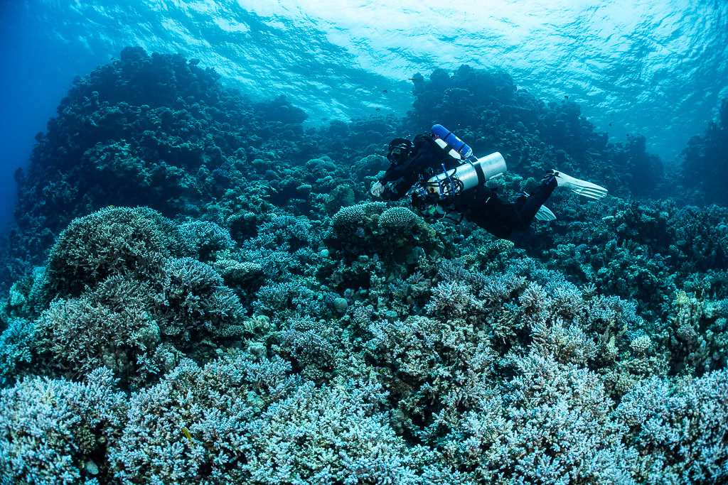 Rebreather diver above a dense field of branching corals, Safaga, Red Sea, Egypt