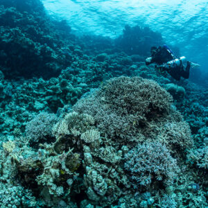 Rebreather diver behind a large Acropora table on the reef, Safaga, Red Sea, Egypt