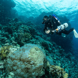 Rebreather diver above a massive Porites head on the reef, Safaga, Red Sea, Egypt
