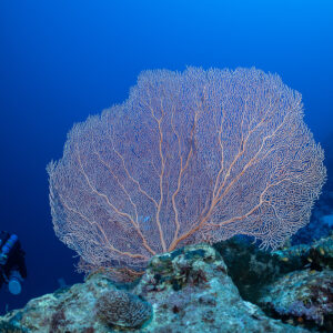 Giant pink sea fan with a diver at its base, Safaga, Red Sea, Egypt