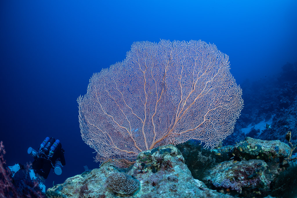 Giant pink sea fan with a diver at its base, Safaga, Red Sea, Egypt