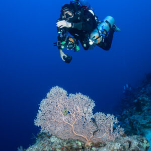 Rebreather diver hovering above a sea fan, vertical view, Safaga, Red Sea, Egypt