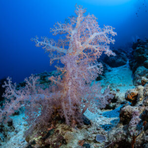 Corail mou arborescent rose sur le récif dans l’eau bleue, Safaga, mer Rouge, Égypte