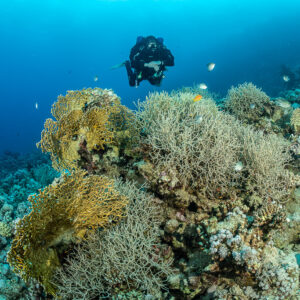 Rebreather divers above a reef with gorgonians and soft corals, Safaga, Red Sea, Egypt