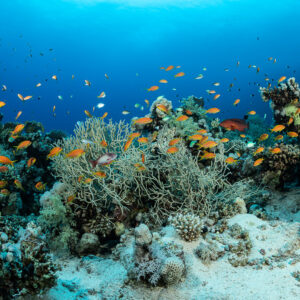 Anthias en essaim au-dessus d’un jardin corallien et de gorgones, Safaga, mer Rouge, Égypte