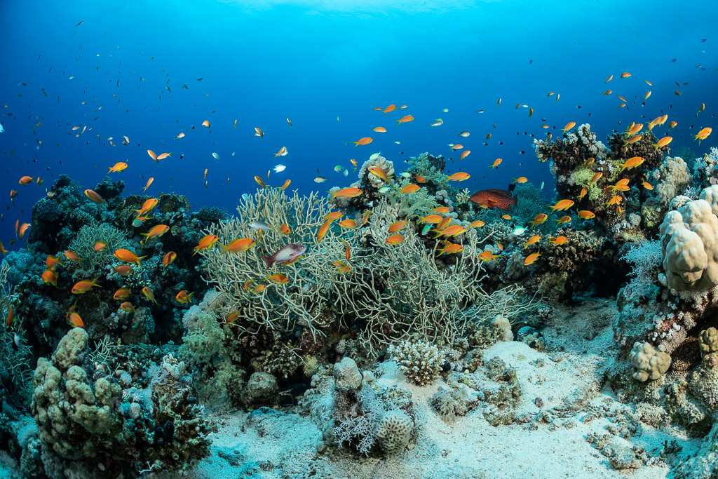 Anthias swarming over a coral garden with sea whips, Safaga, Red Sea, Egypt