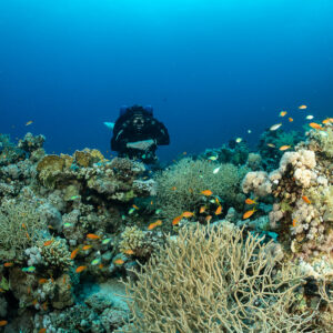 Rebreather diver behind coral heads and anthias, Safaga, Red Sea, Egypt