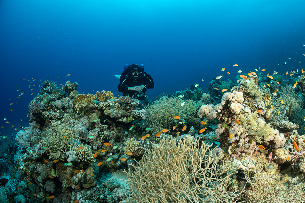 Rebreather diver behind coral heads and anthias, Safaga, Red Sea, Egypt