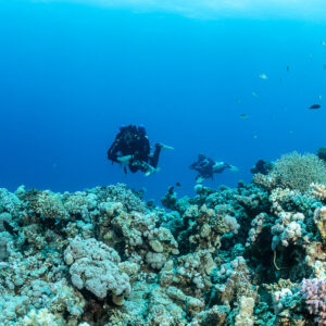 Two rebreather divers above a hard coral reef in clear water, Safaga, Red Sea, Egypt