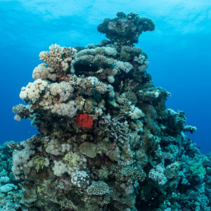 Coral pinnacle with red sponge below the surface, vertical view, Safaga, Red Sea, Egypt