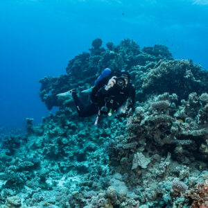 Rebreather diver photographing beside a coral mound, Safaga, Red Sea, Egypt