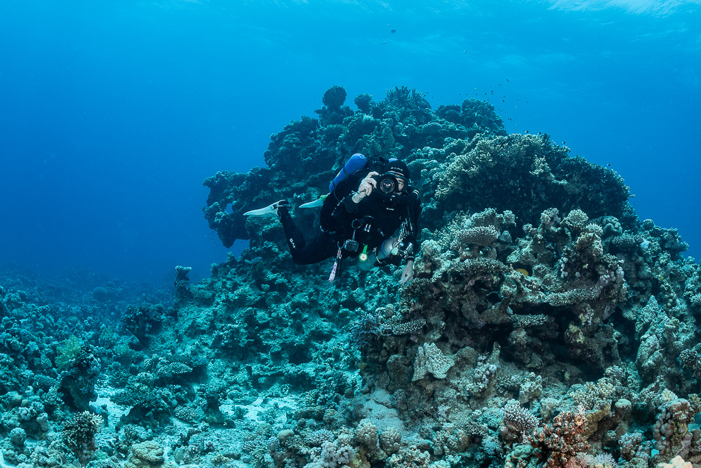 Rebreather diver photographing beside a coral mound, Safaga, Red Sea, Egypt