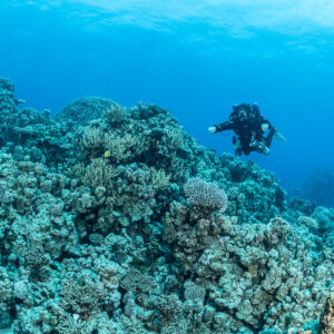 Rebreather diver above a broad coral plateau, Safaga, Red Sea, Egypt
