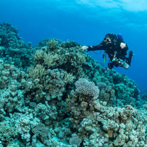 Rebreather diver reaching towards corals on the reef top, Safaga, Red Sea, Egypt