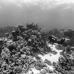 Black-and-white diver gliding over coral heads and sand channel, Safaga, Red Sea, Egypt