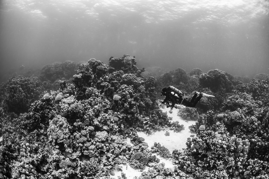 Black-and-white diver gliding over coral heads and sand channel, Safaga, Red Sea, Egypt
