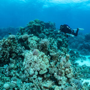 Rebreather diver behind a coral mound with sand patches, Safaga, Red Sea, Egypt
