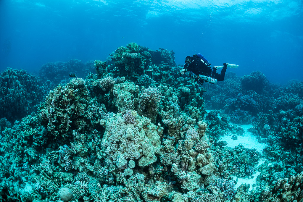 Rebreather diver behind a coral mound with sand patches, Safaga, Red Sea, Egypt