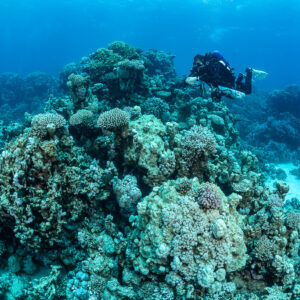 Rebreather diver cresting a large coral bommie, Safaga, Red Sea, Egypt