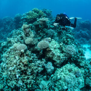 Rebreather diver on top of a coral bommie, vertical view, Safaga, Red Sea, Egypt