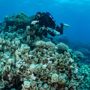 Rebreather diver close to a coral head, vertical view, Safaga, Red Sea, Egypt