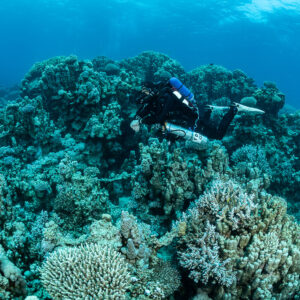 Rebreather diver among coral heads with Acropora in front, Safaga, Red Sea, Egypt