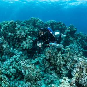 Rebreather diver facing the camera among dense hard corals, Safaga, Red Sea, Egypt