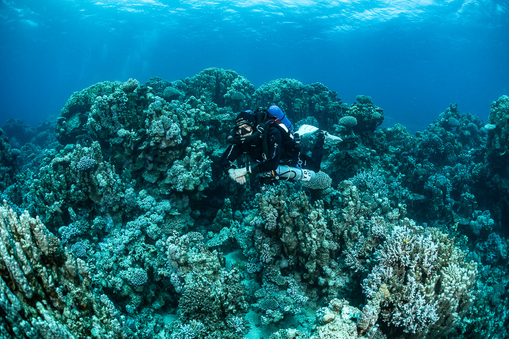 Rebreather diver facing the camera among dense hard corals, Safaga, Red Sea, Egypt