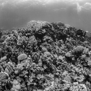 Black-and-white reef plateau with a distant diver, Safaga, Red Sea, Egypt