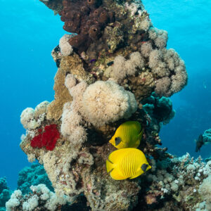 Pair of masked butterflyfish beside a coral pinnacle, Safaga, Red Sea, Egypt