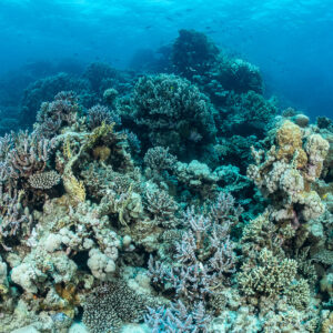 Shallow coral garden with branching and soft corals, Safaga, Red Sea, Egypt