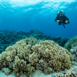 Scuba diver above a large branching coral mound on sand, Safaga, Red Sea, Egypt