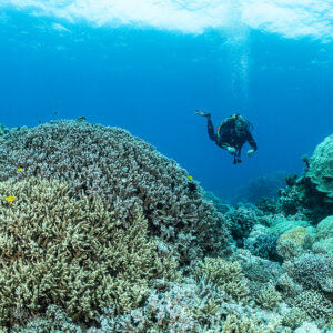 Scuba diver above a large Acropora colony on the reef, Safaga, Red Sea, Egypt