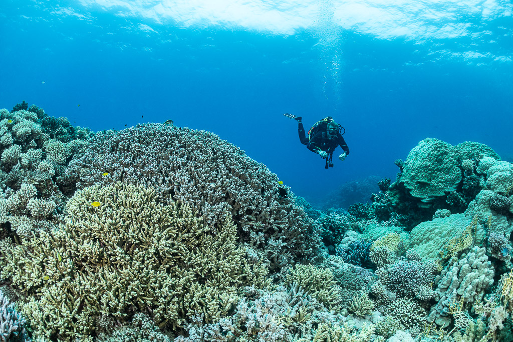 Scuba diver above a large Acropora colony on the reef, Safaga, Red Sea, Egypt