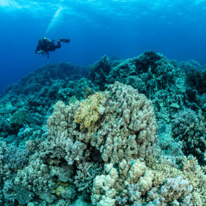 Scuba diver above a coral reef releasing bubbles, Safaga, Red Sea, Egypt