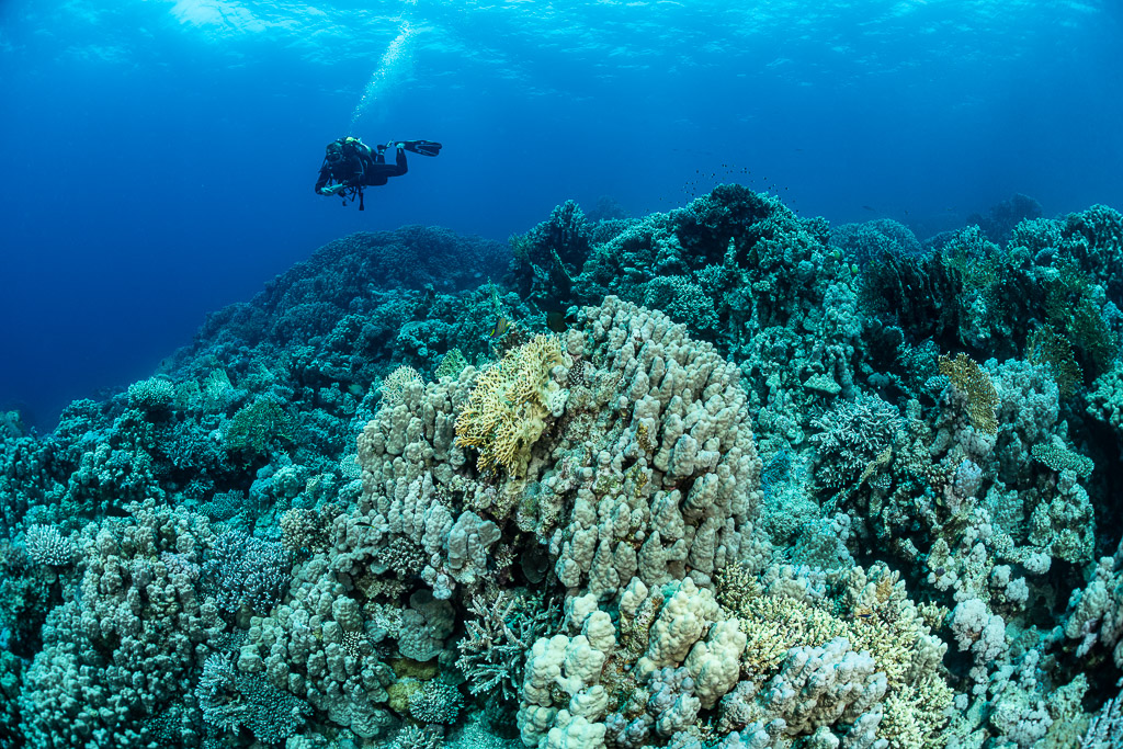 Scuba diver above a coral reef releasing bubbles, Safaga, Red Sea, Egypt