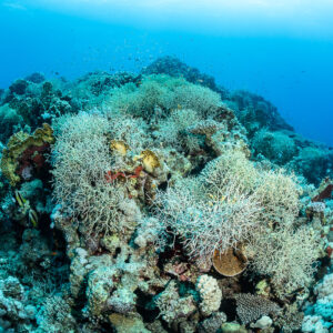 Sommet récifal avec coraux mous et poissons sous la surface, Safaga, mer Rouge, Égypte