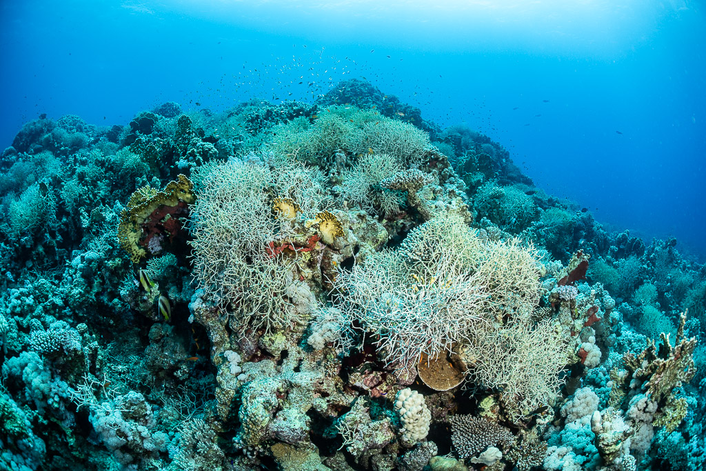 Sommet récifal avec coraux mous et poissons sous la surface, Safaga, mer Rouge, Égypte