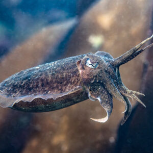 Common cuttlefish swimming in profile past blurred brown seaweed, arms forward, Le Croisic, Brittany, France