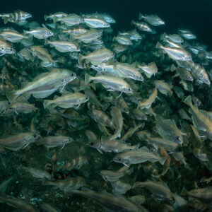 Dense school of pouting swirling over a wreck, close wide-angle view, Chalutier à Benoît wreck (Lacanau), Gironde, France