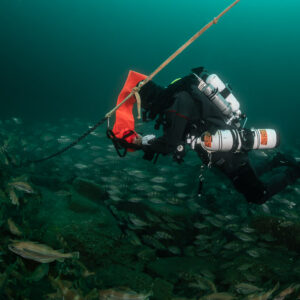 Rebreather diver deploying an orange marker buoy above a wreck and fish, Chalutier à Benoît wreck (Lacanau), Gironde, France