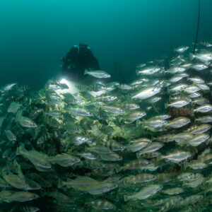Diver with lights behind a wall of pouting on the wreck, Chalutier à Benoît wreck (Lacanau), Gironde, France